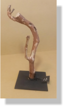 SARGANTANA 2023   12�   6X6X14 cm.  